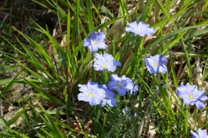 Linum perenne (2) (1200 x 801)